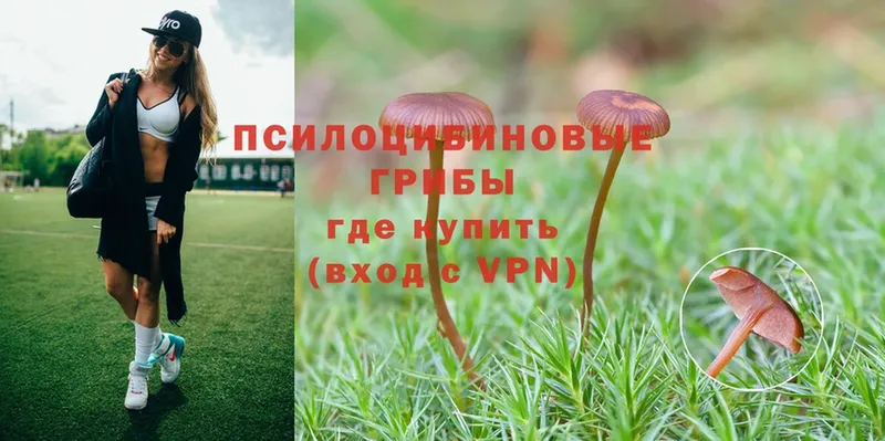 цены наркотик  Димитровград  Галлюциногенные грибы Psilocybe 